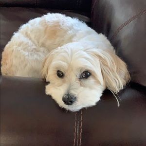 Meet your Posher, Dan